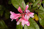 Chapman's rhododendron